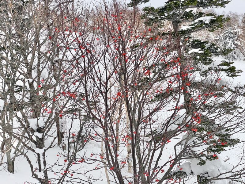 Hokkaido, Japan. Image © PlanetSKI